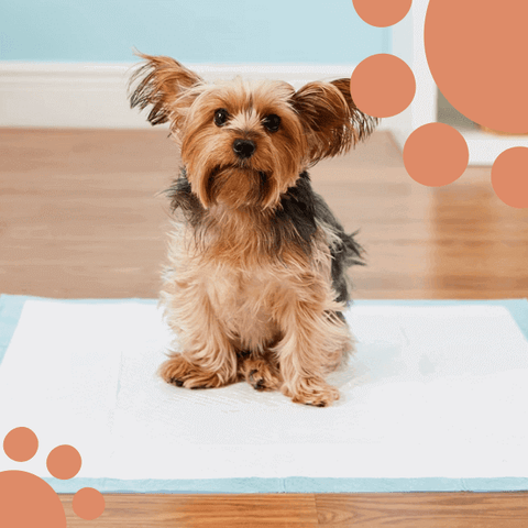 How to Train Your Dog to Use Training Pads