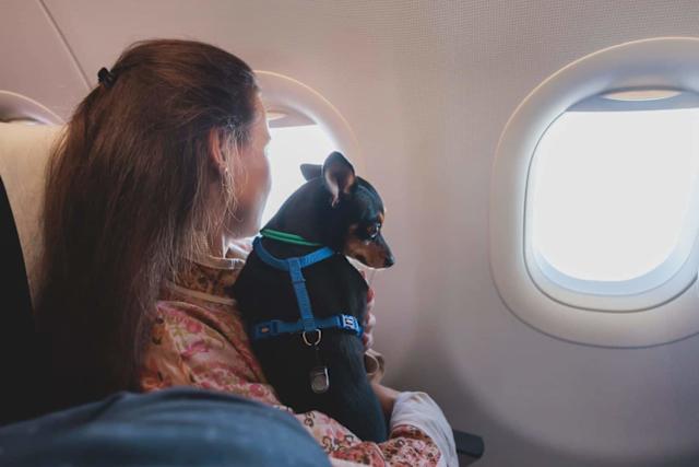 How to Travel With a Dog on Plane