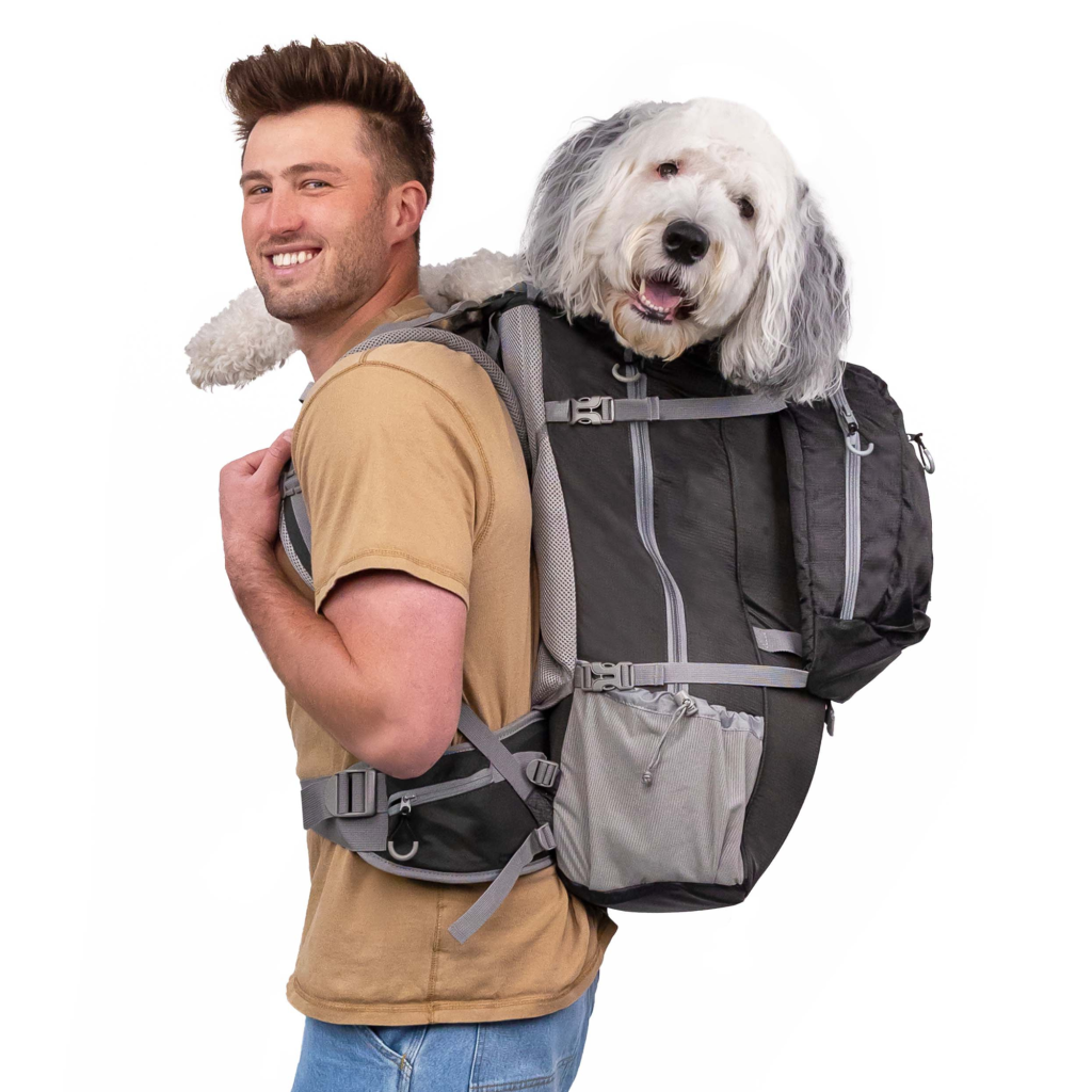 How to Travel With a Large Dog