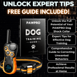 How to Use a Shock Collar to Train Your Dog