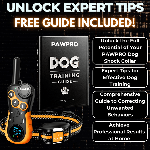 How to Use a Shock Collar to Train Your Dog