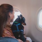 International Travel With Dog