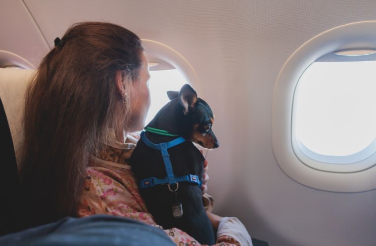 International Travel With Dog