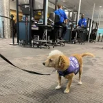 International Travel With Service Dog