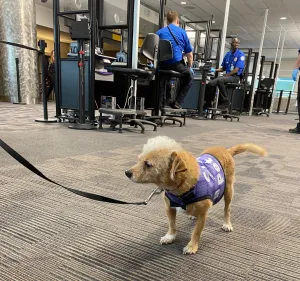 International Travel With Service Dog