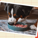 Is a Grain Free Diet Bad for My Dog