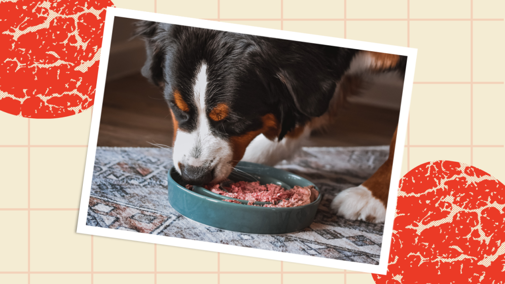 Is a Grain Free Diet for Dogs Ok