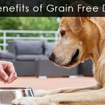 Is a Grain Free Diet Good for Dogs
