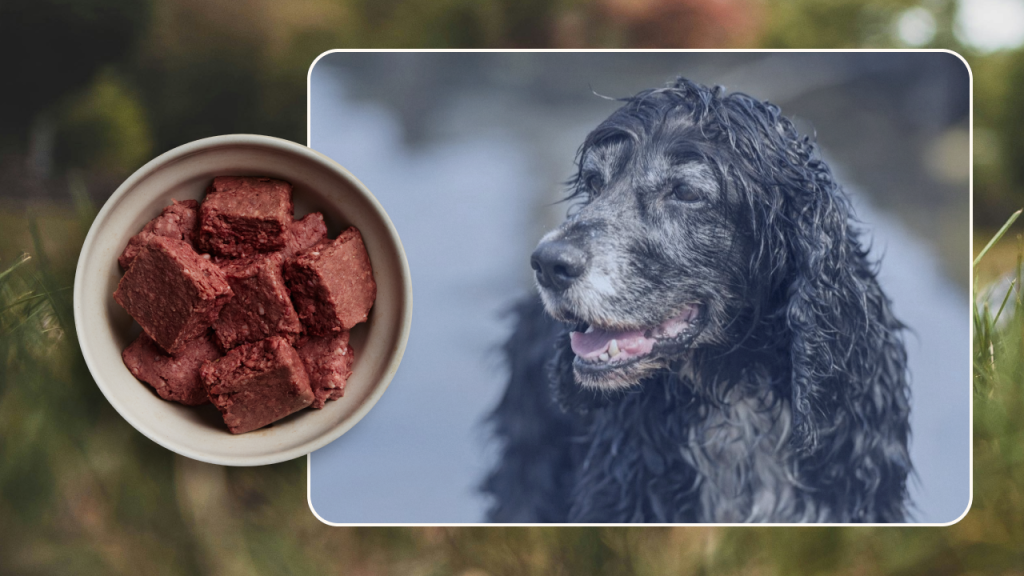 Is a Raw Food Diet Good for Diabetic Dogs