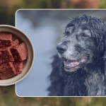 Is a Raw Food Diet Good for Diabetic Dogs