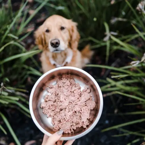 Is Grain Free Diet Good for Small Dogs