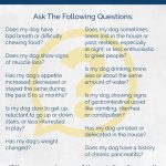 Is It Bad to Feed Senior Dog Adult Food