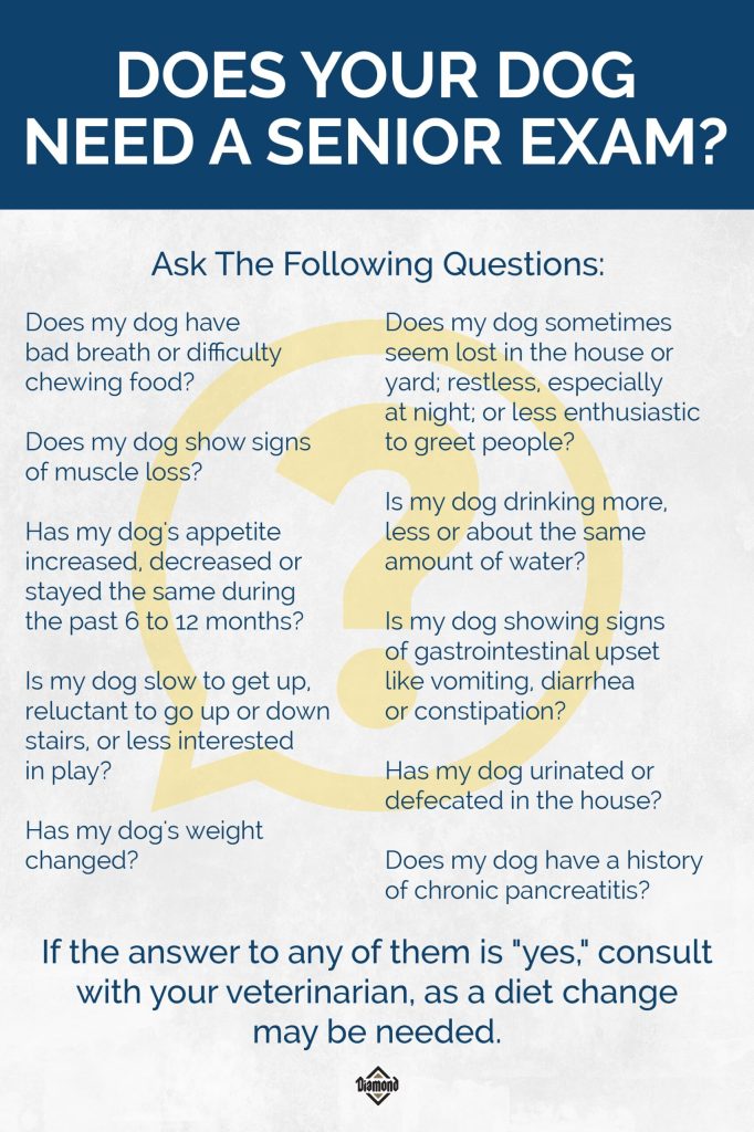 Is It Bad to Feed Senior Dog Adult Food