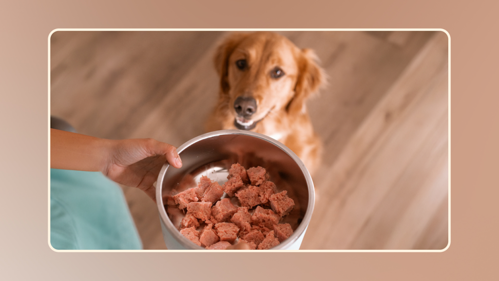 Is It Okay for Dog to Eat Raw Cat Food