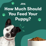 Is It Okay to Feed Adult Dog Puppy Food