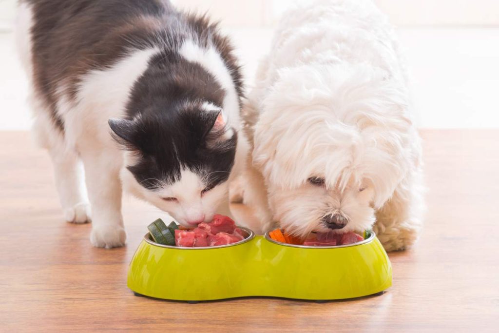 Is It Safe for Humans to Eat Raw Dog Food