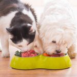 Is It Safe for Humans to Eat Raw Dog Food