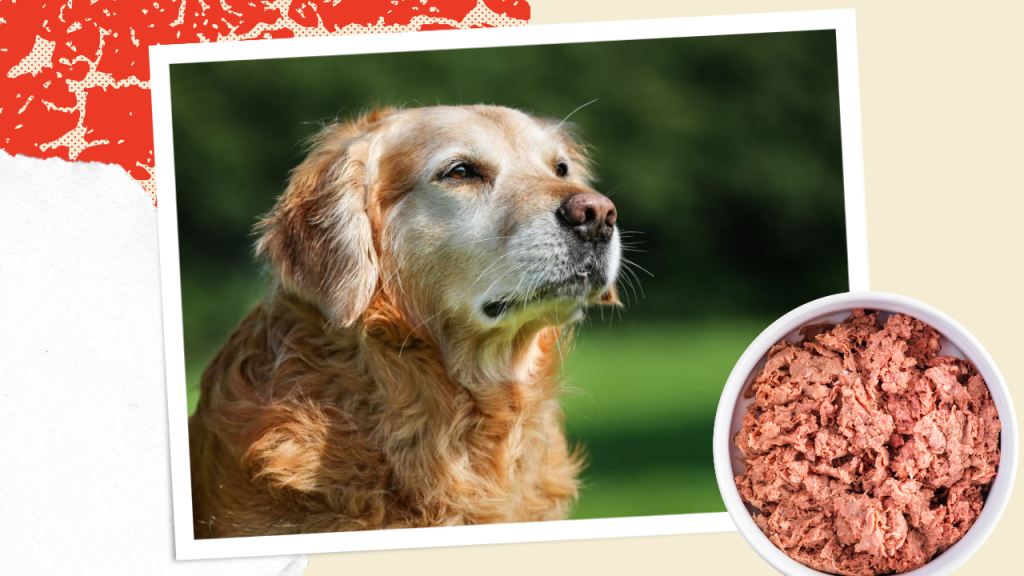 Is Raw Dog Food Good for Senior Dogs