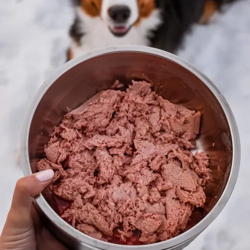 Is Raw Food Best for Your Dog