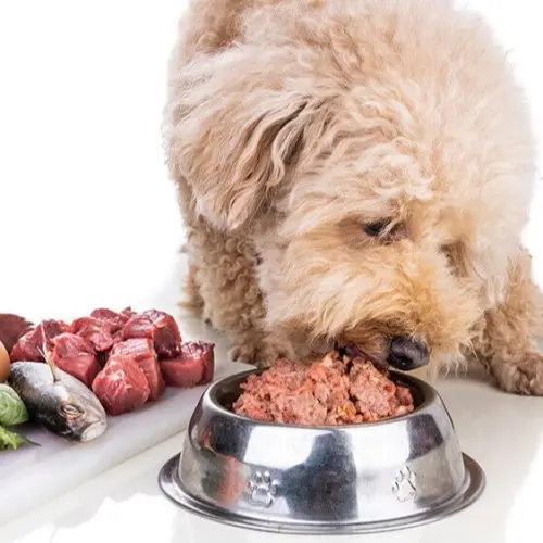 Is Raw Food Better for My Dog