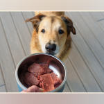 Is Raw Food Diet Best for Dogs
