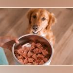 Is Raw Food Easier for Dogs to Digest