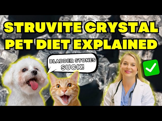 Is Raw Food for Dogs Good With Struvite Crystals