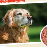 Is Raw Food Good for Senior Dogs