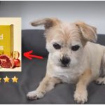 Is Sundays for Dogs Raw Food