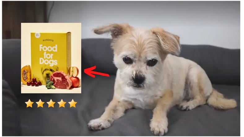 Is Sundays for Dogs Raw Food