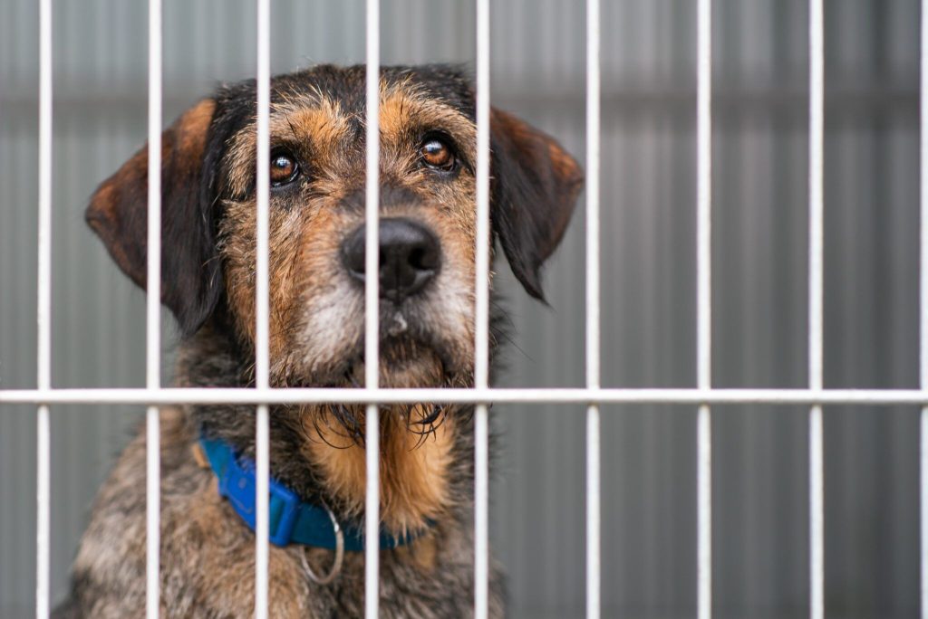 Long-Term Shelter Dog Behavior