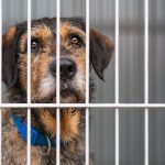 Long-Term Shelter Dog Behavior