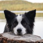 Places to Travel With Dogs near Me