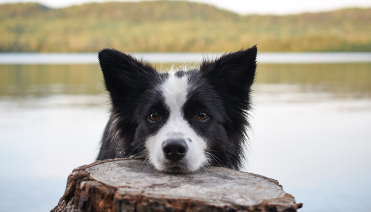 Places to Travel With Dogs near Me