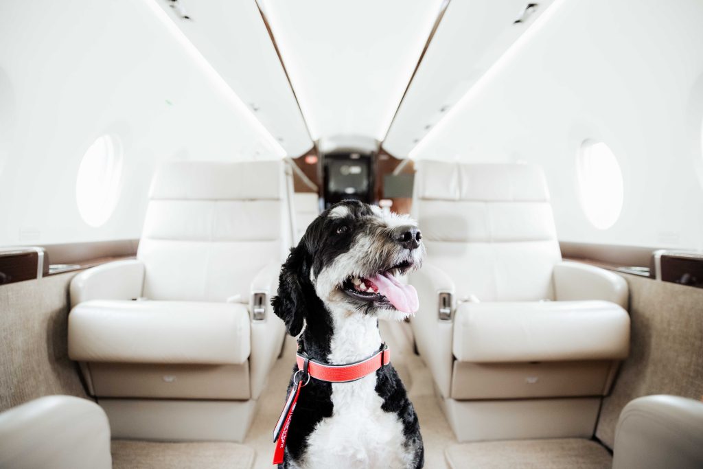 Private Jet Travel With Dog