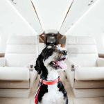 Private Jet Travel With Dog