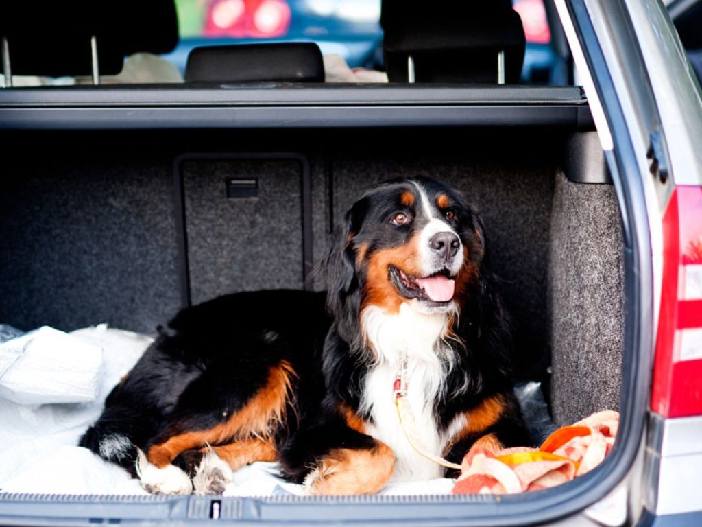 Safest Way to Travel With Dog in Car