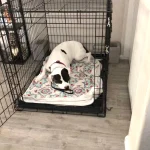 Should You Crate Train Your Dog