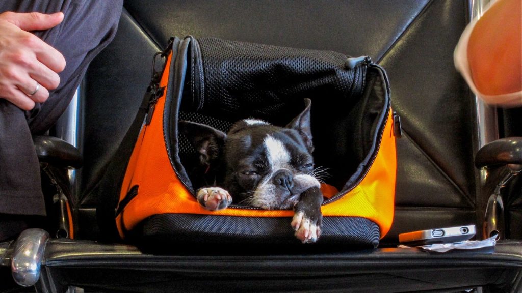 Southwest Traveling With Dog