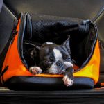 Southwest Traveling With Dog