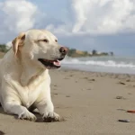 Travel to Hawaii With Dog