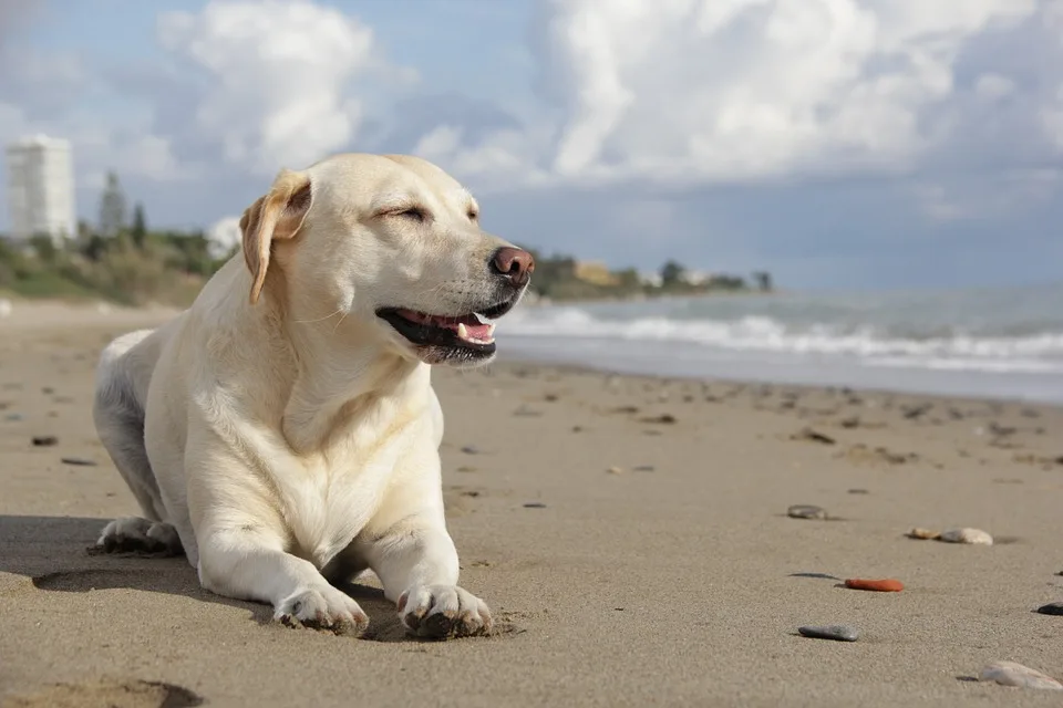 Travel to Hawaii With Dog