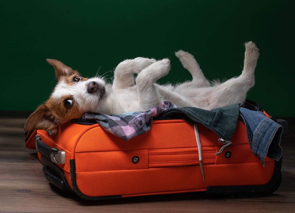 Travel With Dog