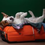 Travel With Dog