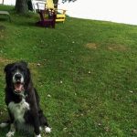 Travel With Dog to Usa from Canada