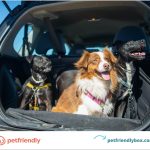 Travel With Your Dog