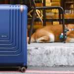 Traveling Abroad With a Dog