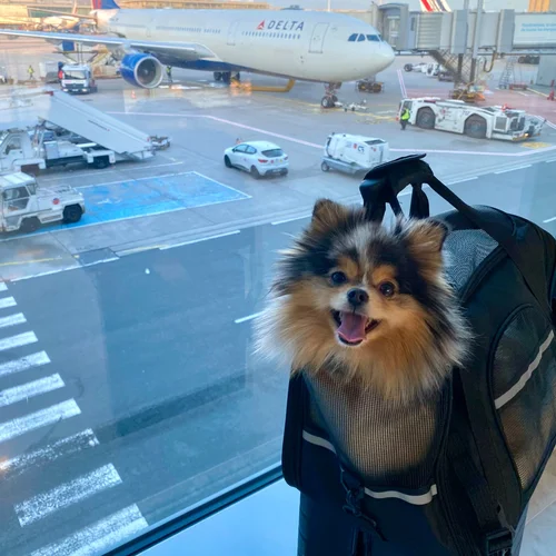 Traveling Overseas With a Dog