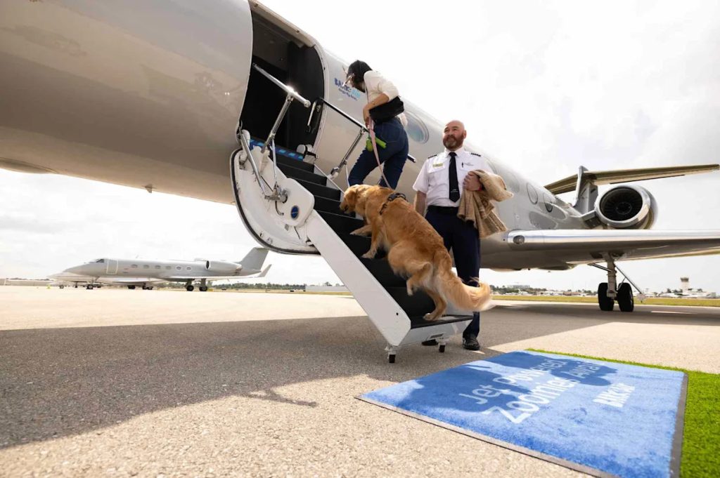 Traveling to Europe With a Dog