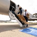 Traveling to Europe With a Dog
